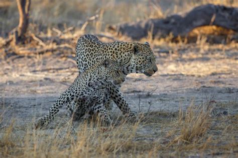 Leopard Mating Couple In Sabi Sands Game Reserve Stock Image Image Of Pardus Hunter 180652443