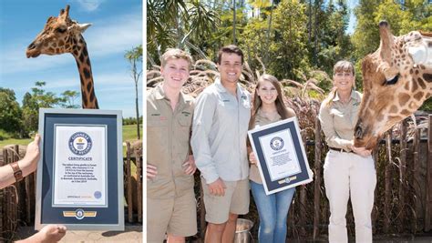 Australia Zoo Giraffe Takes The Guinness World Records Title For World ...