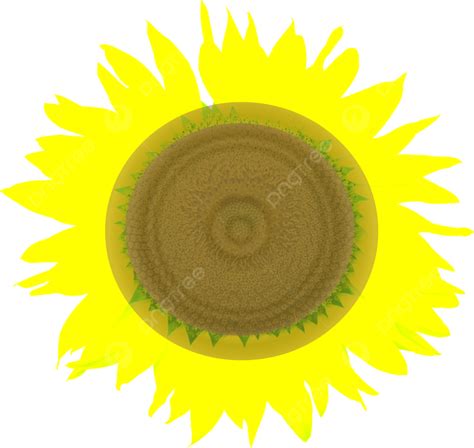 Cartoon Sunflower Image Sunflower Clipart Cartoon Clipart Clip Art