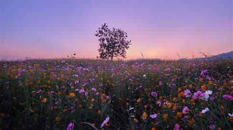 Yellow Flower Field Under Blue Sky During Daytime Hd Wallpaper Peakpx