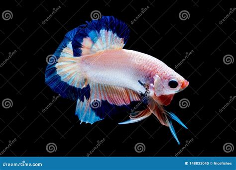 Luta Dos Peixes De Betta No Aqu Rio Foto De Stock Imagem De Colorido