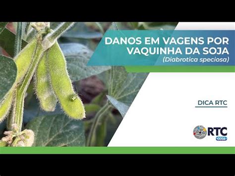 Danos Em Vagens Ocasionados Por Vaquinhas Na Cultura Da Soja Dica Rtc