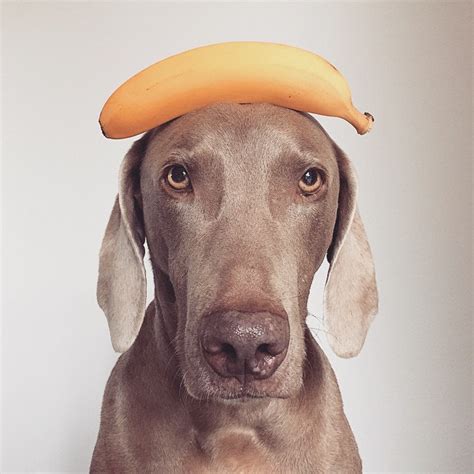 Should You Feed Your Dogs Bananas?