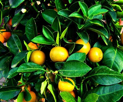 60+ Free Mandarin Tree & Fruit Images - Pixabay