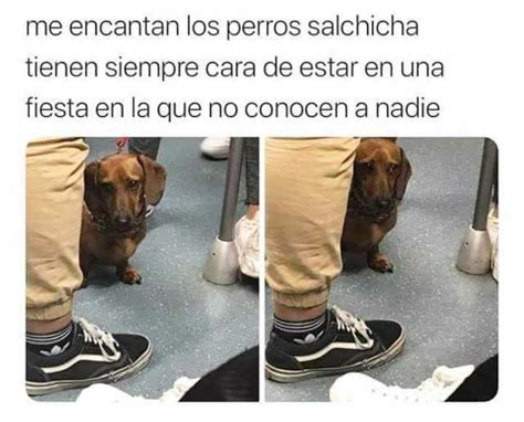 Me Encantan Los Perros Salchicha Tienen Siempre Cara De Estar En Una