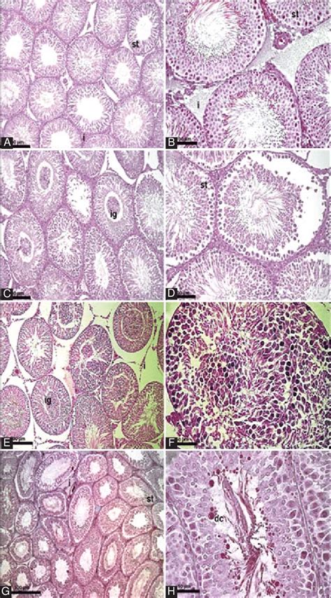 Photomicrographs Of Testes In The Rats Of Groups Co A And B C20 C