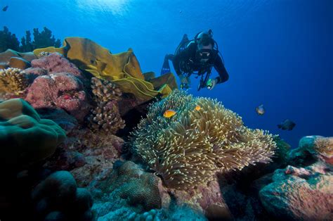 Spectacular diving in Kosrae. Photo by Tim Rock. | Kosrae, Under the sea, Ocean