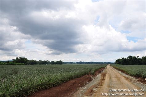 Camp Phillips Del Monte Pineapple Plantation In Bukidnon Philippines