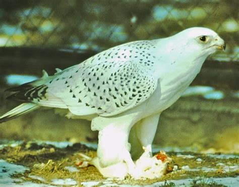 Gyrfalcon Guide (Falco rusticolus) - Birding Insider