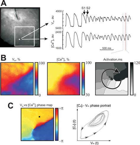 The Voltage And Calcium Dynamics In The Isolated Right Ventricle