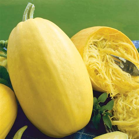 Vegetable Spaghetti Squash Seeds Grow Veggie Plants