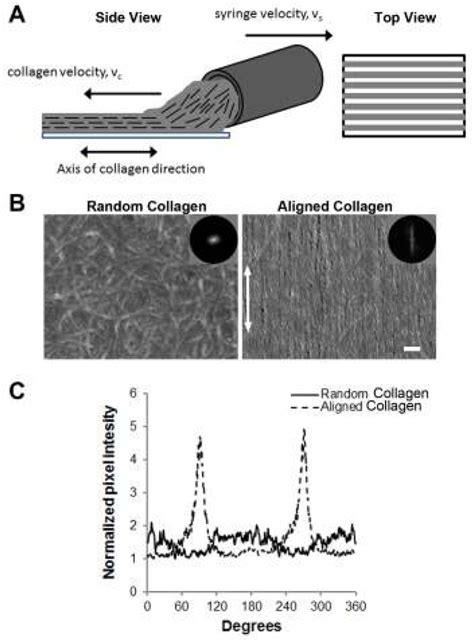 Fabrication Of Aligned Collagen Nanofibrillar Strips By Extrusion Flow