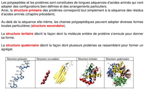 Biochimie Chapitre Les Prot Ines Flashcards Quizlet