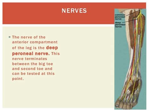 Anterior compartment of leg nerve - sclubbasta