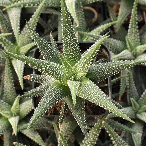 Haworthia Attenuata Var Radula Mountain Crest Gardens