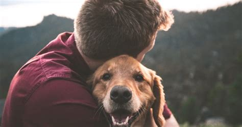 Frases De Amor Hacia Los Perros Las M S Bonitas Para Expresar Tu Cari O