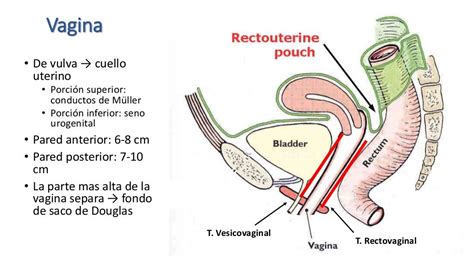 Anatomía de genitales internos femeninos