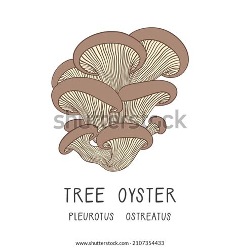 Pleurotus Mushroom Farm Over 86 Royalty Free Licensable Stock