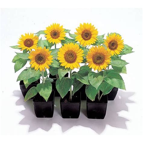 Jual Benih Bibit Biji Bunga Matahari Sunflower Big Smile Sun Flower