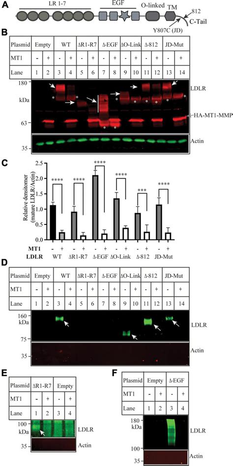 Effects Of Mutations In Low Density Lipoprotein Receptor Ldlr On