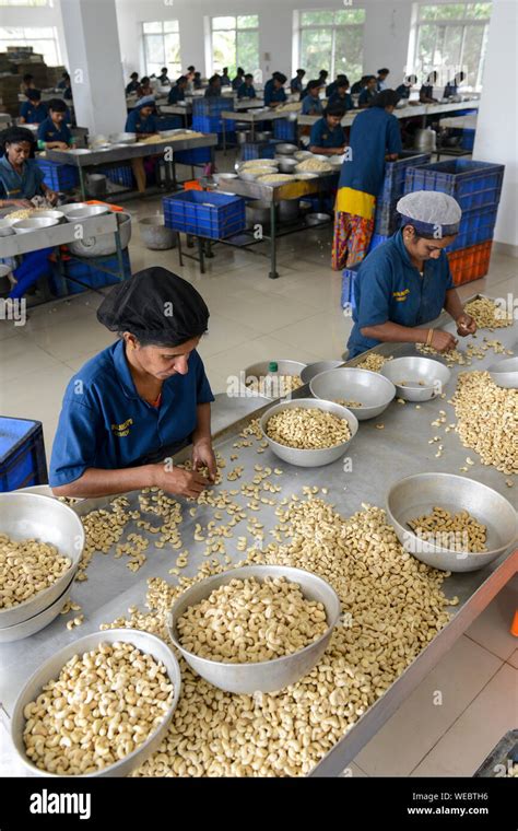 INDIA Karnataka Moodbidri Cashew Processing Factory Imported Raw