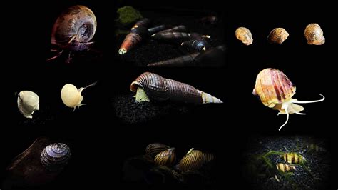 13 Best Types Of Freshwater Aquarium Snails