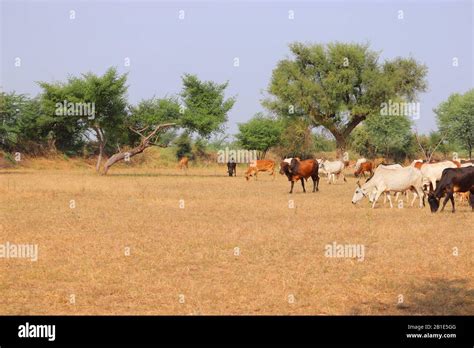 Cows in a large field, autumn landscape, desert landscape in cows ...