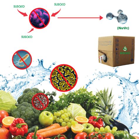 Vi Khuẩn Ecoli Trong Thực Phẩm Và Cách Kiểm Soát Sancopacktv