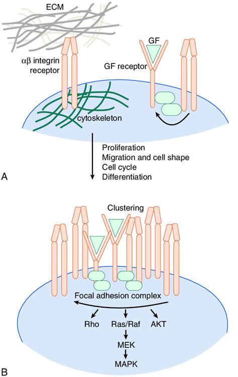 Growth Factor Signaling Regulation By Integrins A Tissue Stiffness