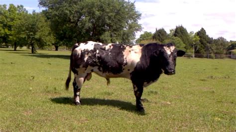 Purebred Belgian Blue Bull For Sale Youtube