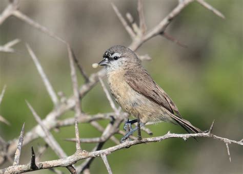 Ebird Checklist Aug West Coast Np Seeberg Hide Species