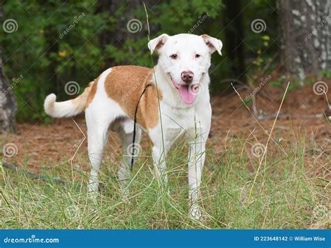 Happy Lab Aussie Mix Breed Dog Stock Photo Image Of Shepherd Support