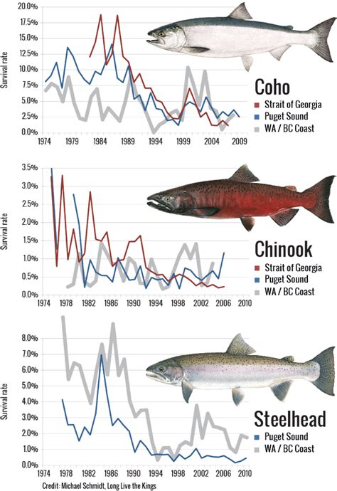 What Is Killing Young Salmon In Puget Sound Encyclopedia Of Puget Sound