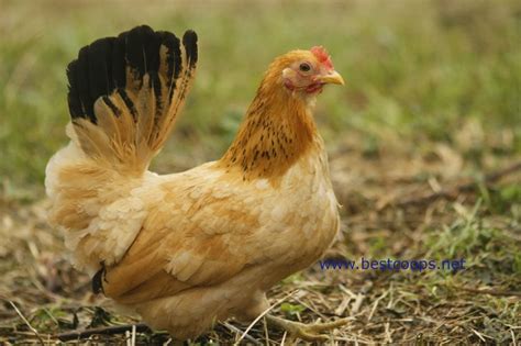 Black Tail Buff Japanese Bantam Chicken Hatching Eggs Bantam