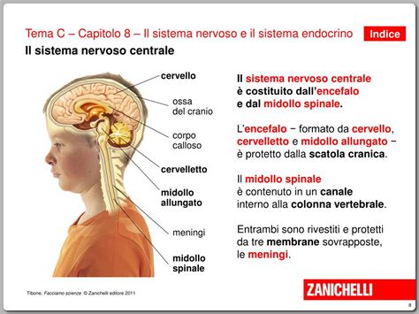 PPT Gli Organi Del Sistema Nervoso PowerPoint Presentation Free