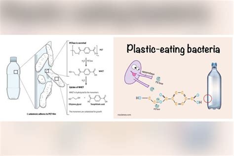 Plastic Eating Bacteria Help The Environment ACI Limited