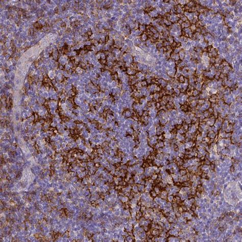 Mouse Monoclonal Anti Cd40 Antibody Buy For Research Highly