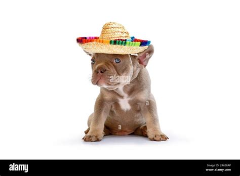 Sombrero Hi Res Stock Photography And Images Alamy