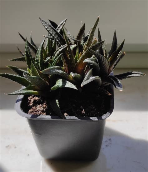 Haworthia Limifolia Variegata Haworsja Warszawa Kup Teraz Na