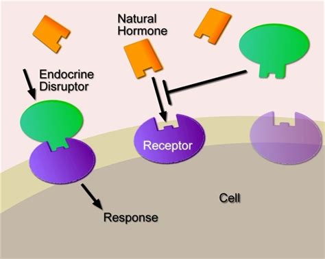 Endocrine Disrupting Chemicals