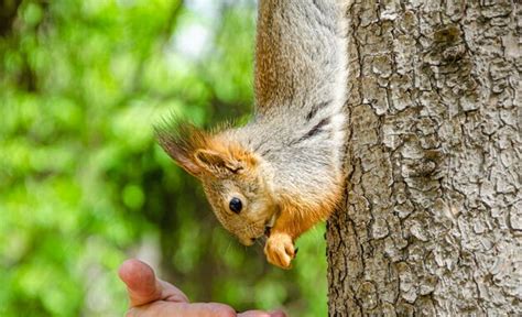 Una ardilla se sienta en un árbol y come nueces de manos humanas