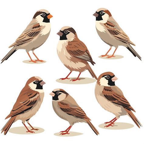 Premium Vector Cartoon Sparrow Birds Vector Color Collection Set Isolated