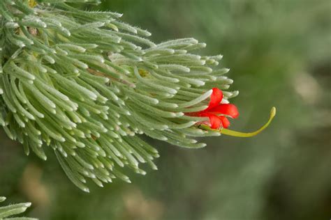 Grow Guide Adenanthos Sericeus Woolly Bush Ultimate Backyard