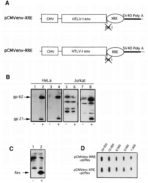 Analysis Of Rex XRE And Rev RRE Dependent Expression Of HTLV 1