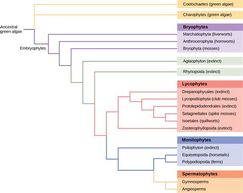 The Phylogenetic Tree Shows That