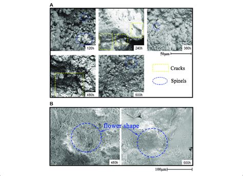 Surface Morphology After Corrosion At 800 ° C A Afa 310s B