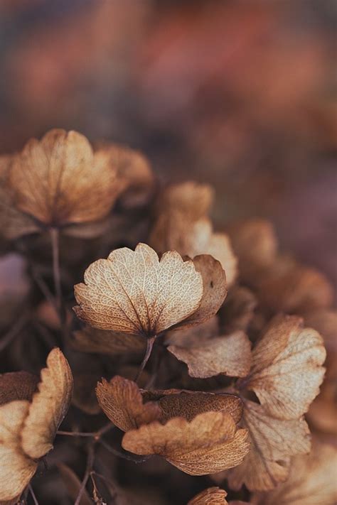 Hydrangea Dried Flowers Free Photo On Pixabay Pixabay