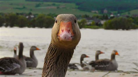 Free Images Nature River Wildlife Portrait Beak Fowl Fauna