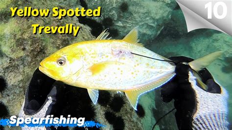 Yellow Spotted Trevally Barracuda Spearfishing Episode 10 YouTube