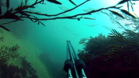 Spearfishing Wallpapers - Wallpaper Cave